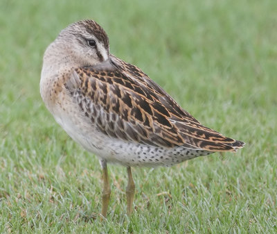Short-billed Dowitcher