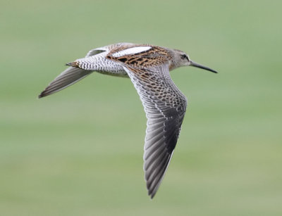 Short-billed Dowitcher