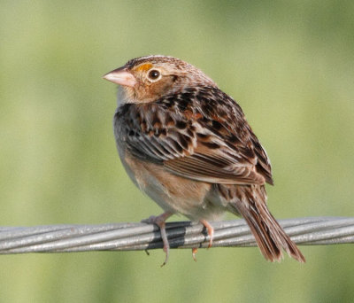 Grasshopper Sparrow