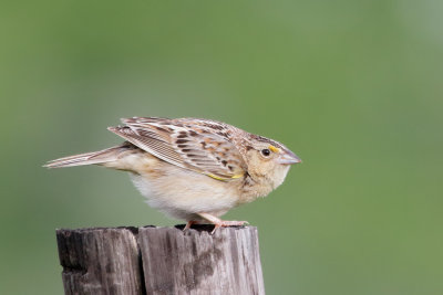 Grasshopper Sparrow