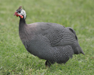 Domesticated Helmeted Guineafowl