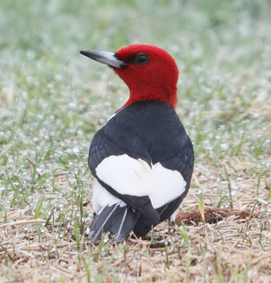 Red-headed Woodpecker