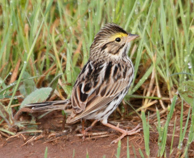 Savannah Sparrow