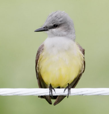 Western Kingbird
