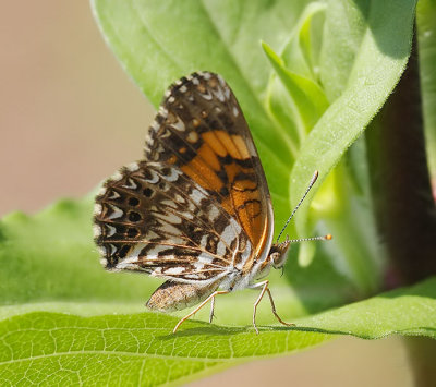 Gorgone Checkerspot
