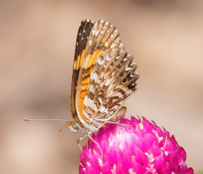 Gorgone Checkerspot