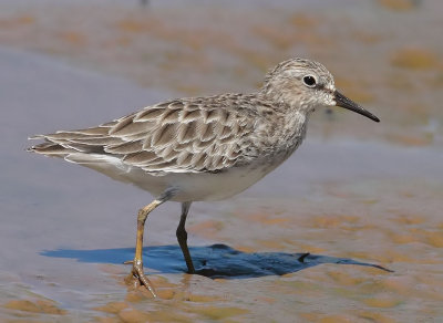 Least Sandpiper