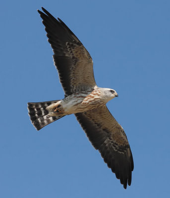 Mississippi Kite