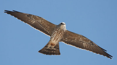 Mississippi Kite