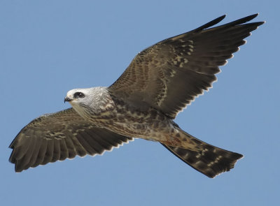 Mississippi Kite