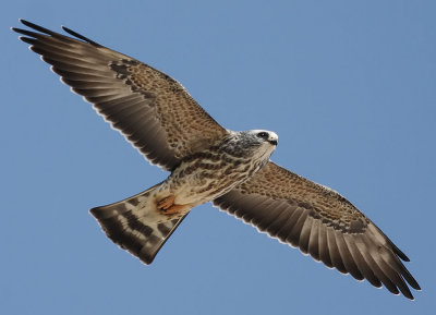 Mississippi Kite