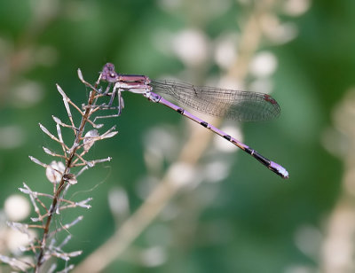 Variable Dancer