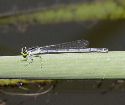Fragile Forktail