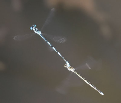 Double-striped Bluet