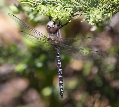 Variable Darner