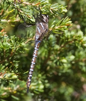 Variable Darner