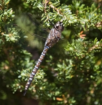 Variable Darner