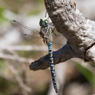 Variable Darner