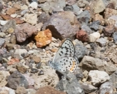 Square-Spotted Blue