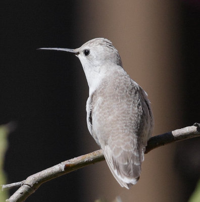 Ruby-throated Hummingbird