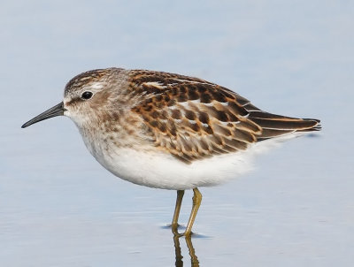 Least Sandpiper