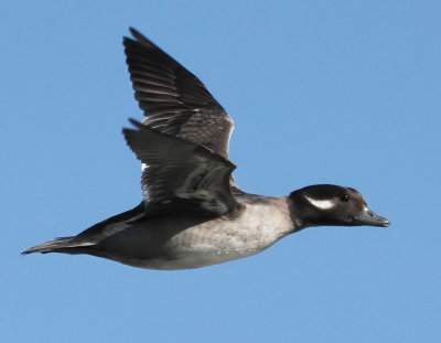 Bufflehead