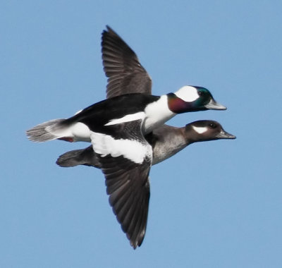 Bufflehead