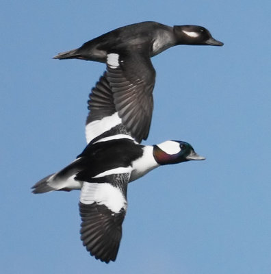 Bufflehead