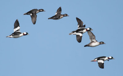 Bufflehead