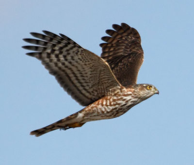 Coopers Hawk