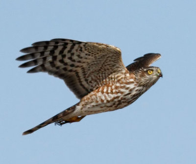 Cooper's Hawk