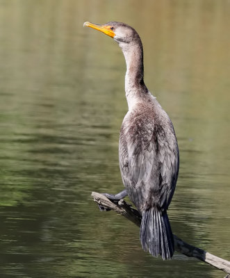 Double-crested Cormorant