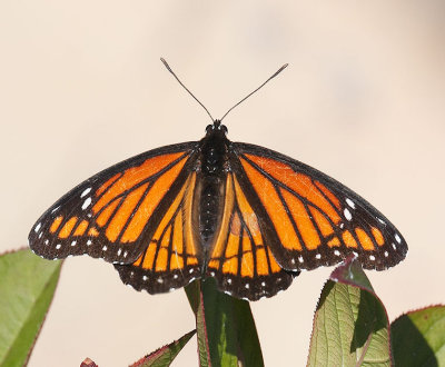 Viceroy
