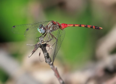 Blue-faced Meadowhawk