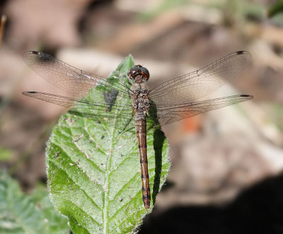Blue-faced Meadowhawk