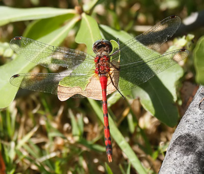 Blue-faced Meadowhawk