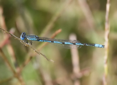 Double-striped Bluet