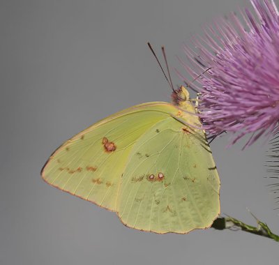 Cloudless Sulphur