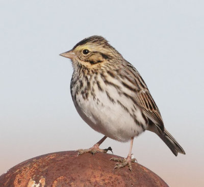 Savannah Sparrow