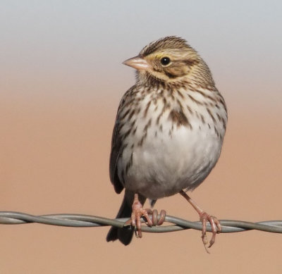 Savannah Sparrow