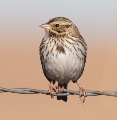 Savannah Sparrow