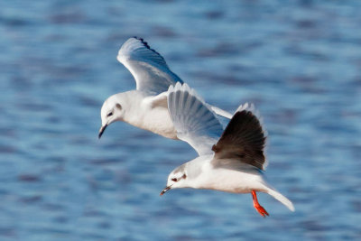 Little Gull & Bonaparte's Gull