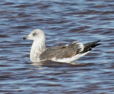 Lersser Black-backed Gull