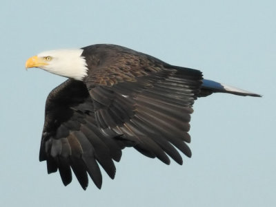 Bald Eagle