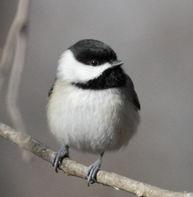 Carolina Chickadee