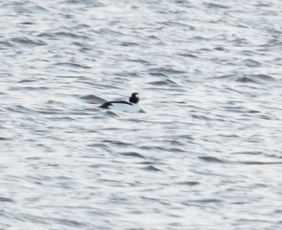 Bufflehead x Common Goldeneye hybrid