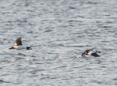 Bufflehead x Common Goldeneye hybrid