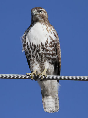 Red-tailed Hawk