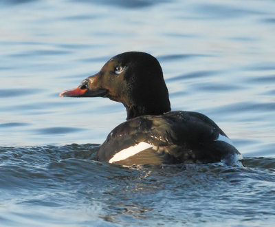White-winged Scoter