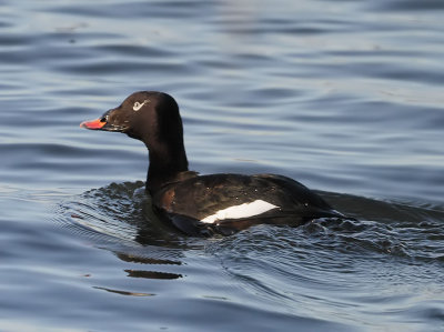 White-winged Scoter